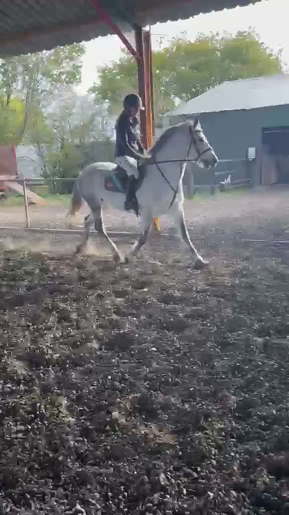 Connemara horses for sale: ❤️ Harper❤️ - Video 1