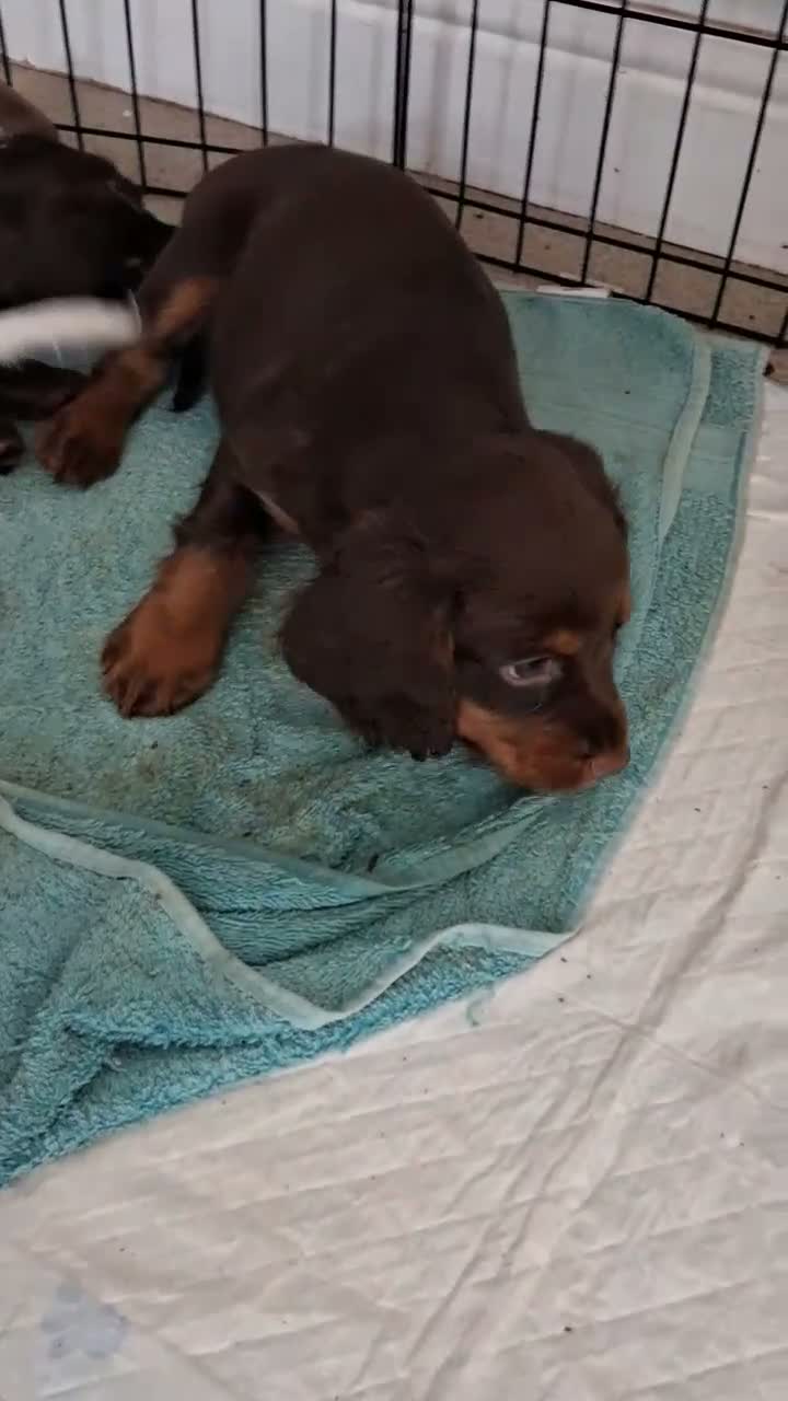 Cocker Spaniel dogs for sale: Working Cocker spaniel puppy  - Video 1