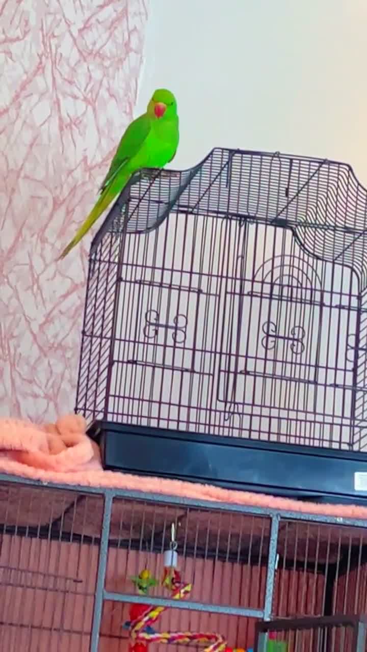 Ringnecks birds for sale: Ring neck  - Video 1