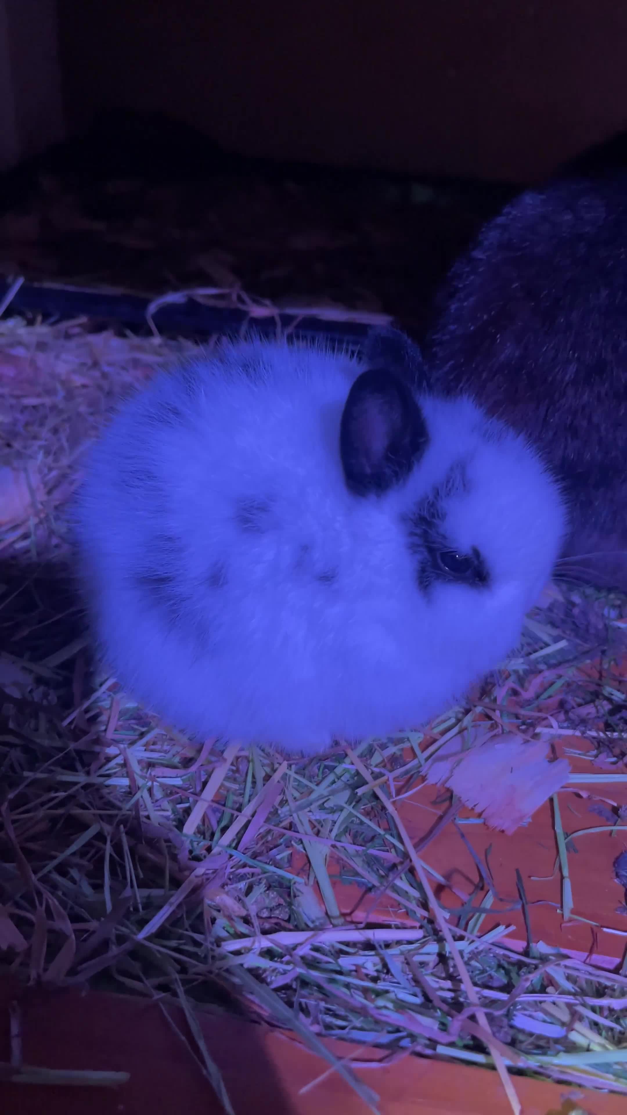 Netherland Dwarf rabbits for sale: Real Netherland Dwarf High Quality Babies  - Video 2