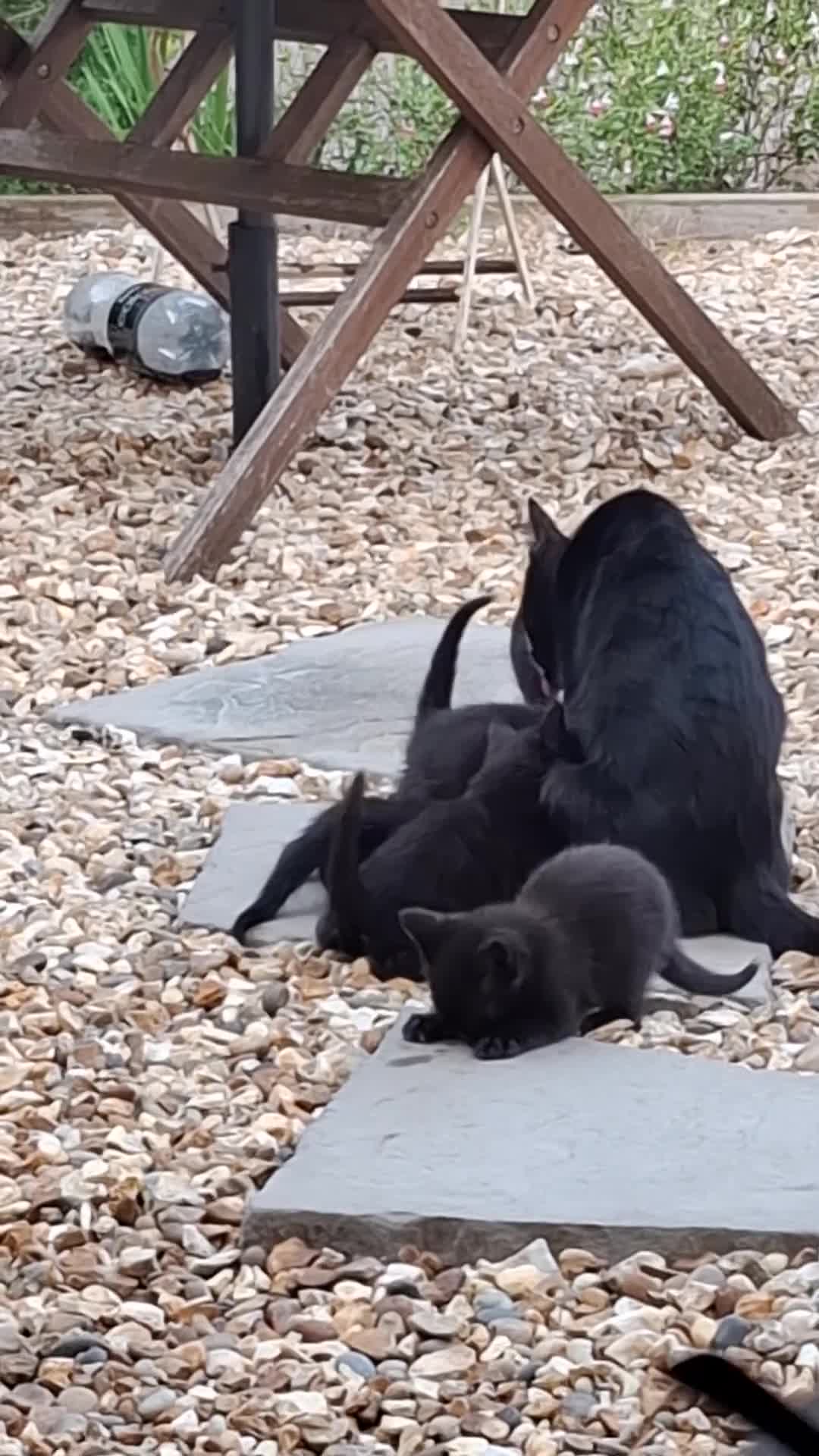 British Shorthair cats for sale: Black kittens  - Video 1