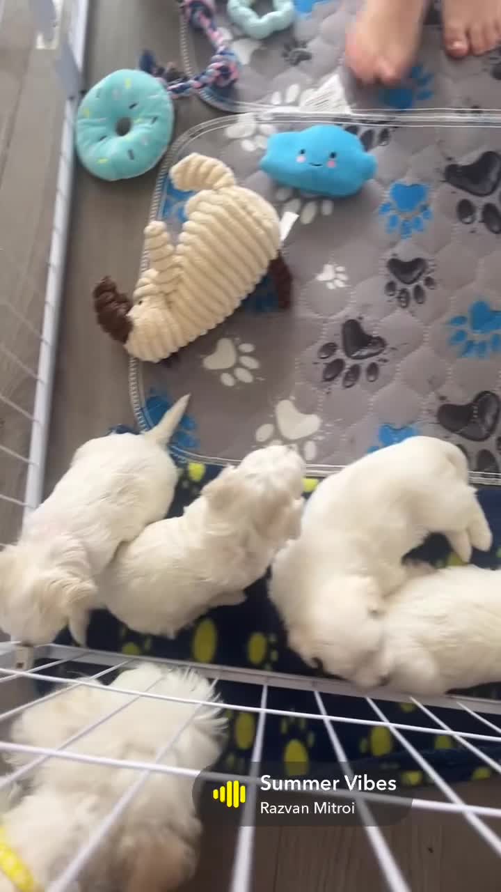 Maltese dogs for sale: 🤍 Beautiful Maltese Puppies – Ready to Reserve 🤍 - Video 3