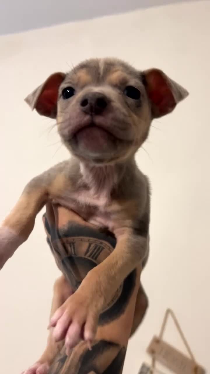 Mixed Breed dogs for sale: Staffy x bully puppies !!! - Video 1