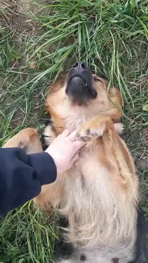 Mixed Breed dogs for adoption: 💖🐶 CHIKA 🐶💖 - Video 1