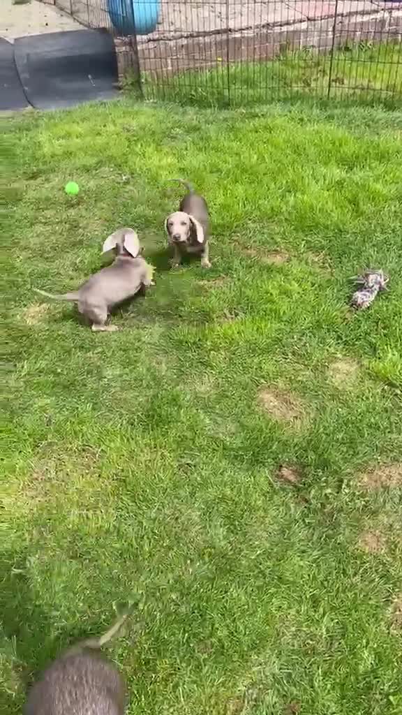 Miniature Dachshund dogs for sale: MINIATURE DACHSHUNDS KC REGISTERED in Colchester - Video 3