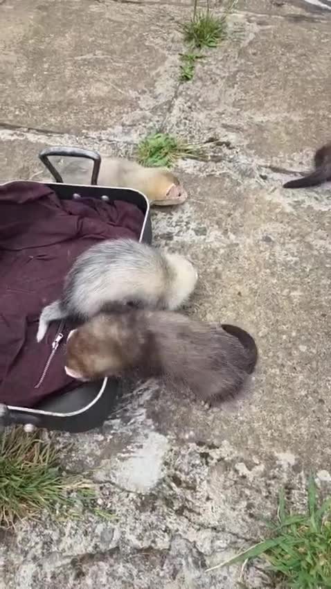 Ferret rodents for sale: Ferret for sale in Dereham - Video 1