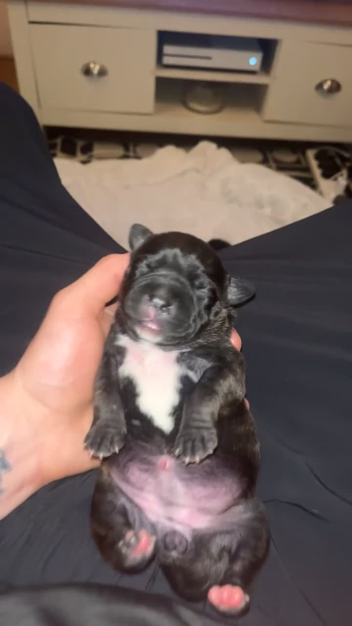 Staffordshire Bull Terrier dogs for sale: Champion bloodline 🏆 kc registered staffy pups  - Video 1