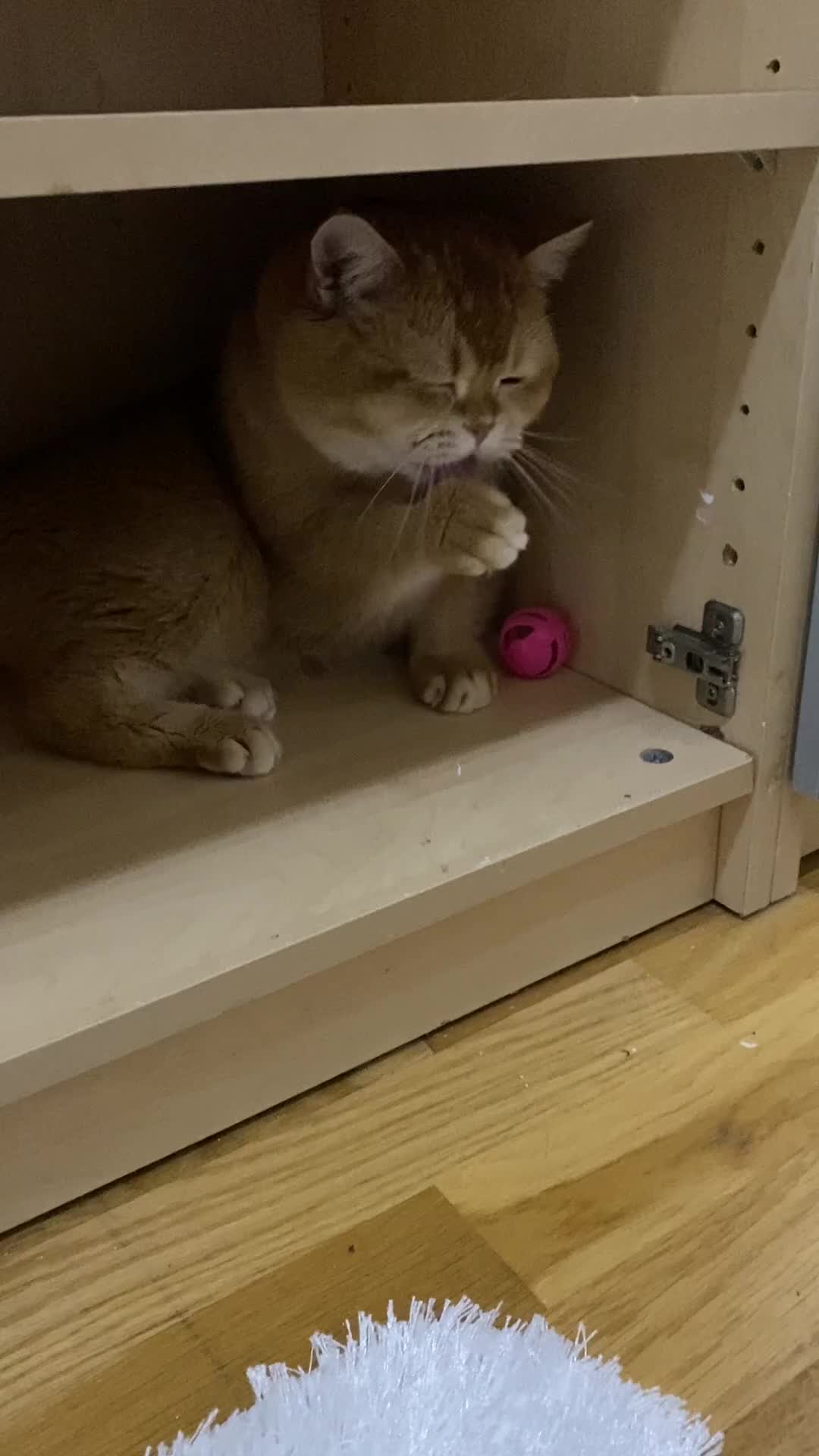 British Shorthair cats for sale: Champion lines for adoption  - Video 3