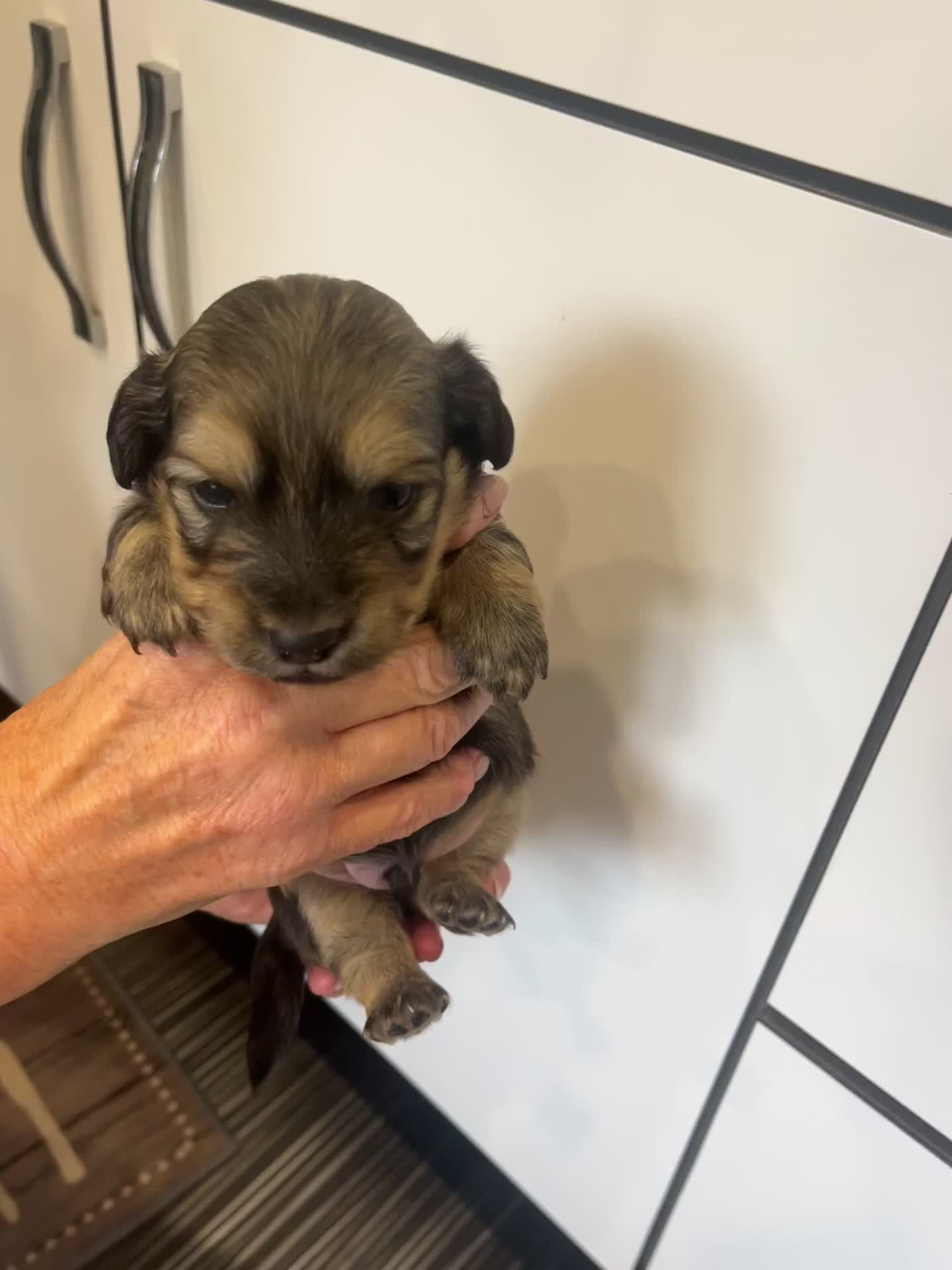 Doxiepoo dogs for sale: (REDUCED) Three Stunning Daxi Poo Puppies in Par - Video 2