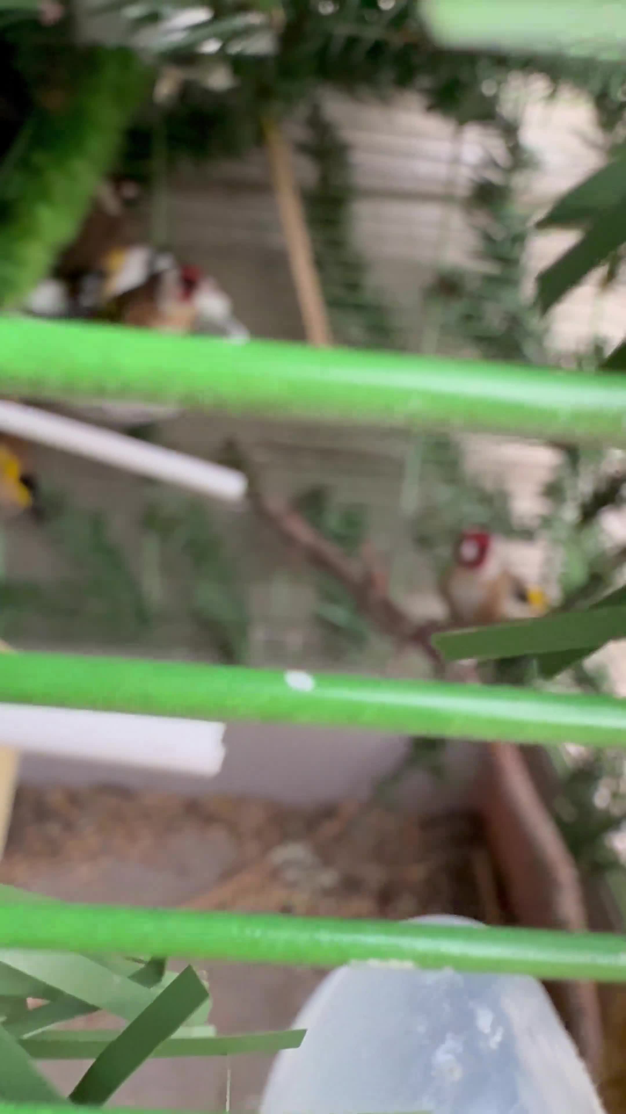 Finches birds for sale: Goldfinch  - Video 1