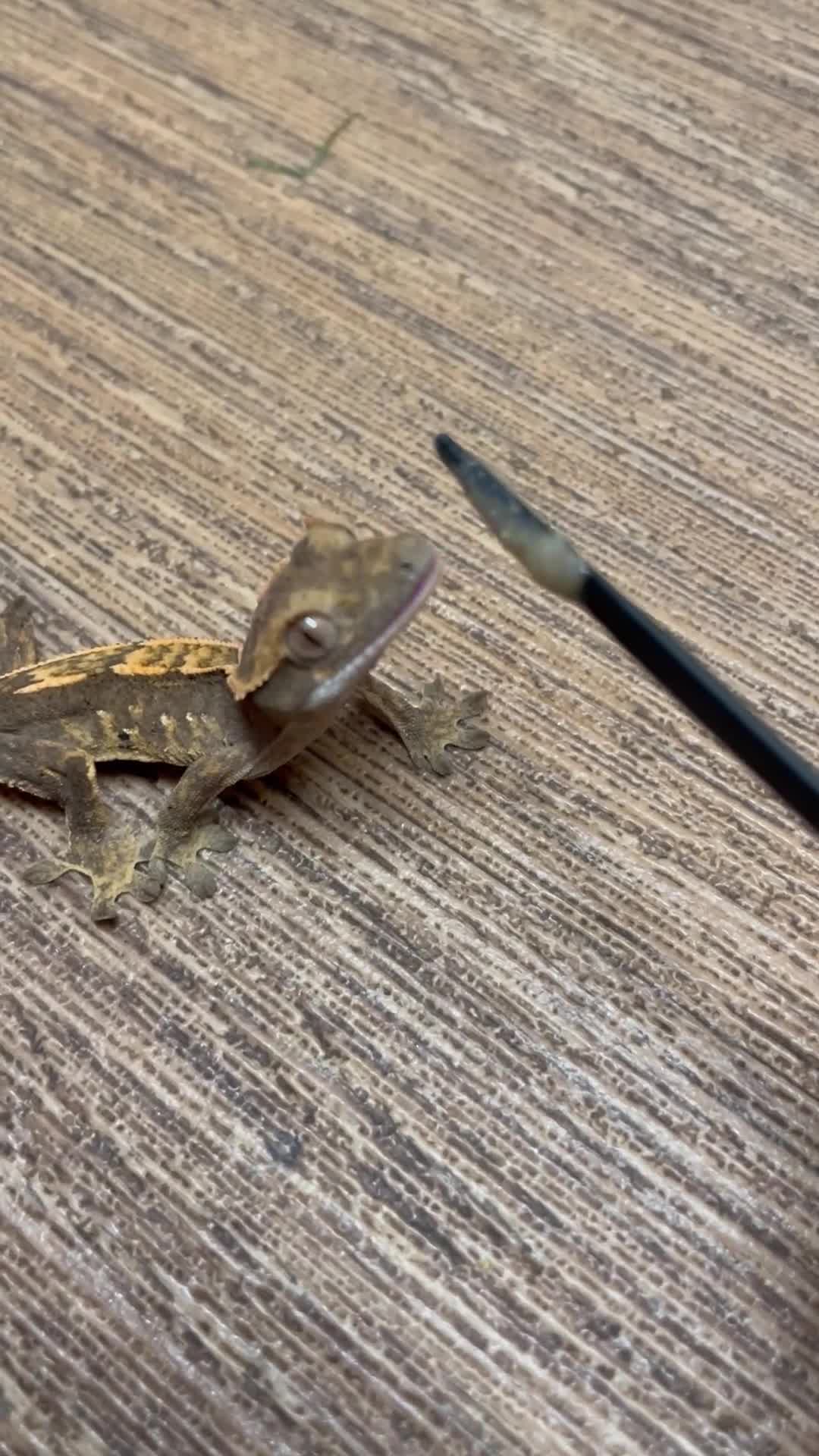 Gecko reptiles for sale: Crested Geckos Available  - Video 1