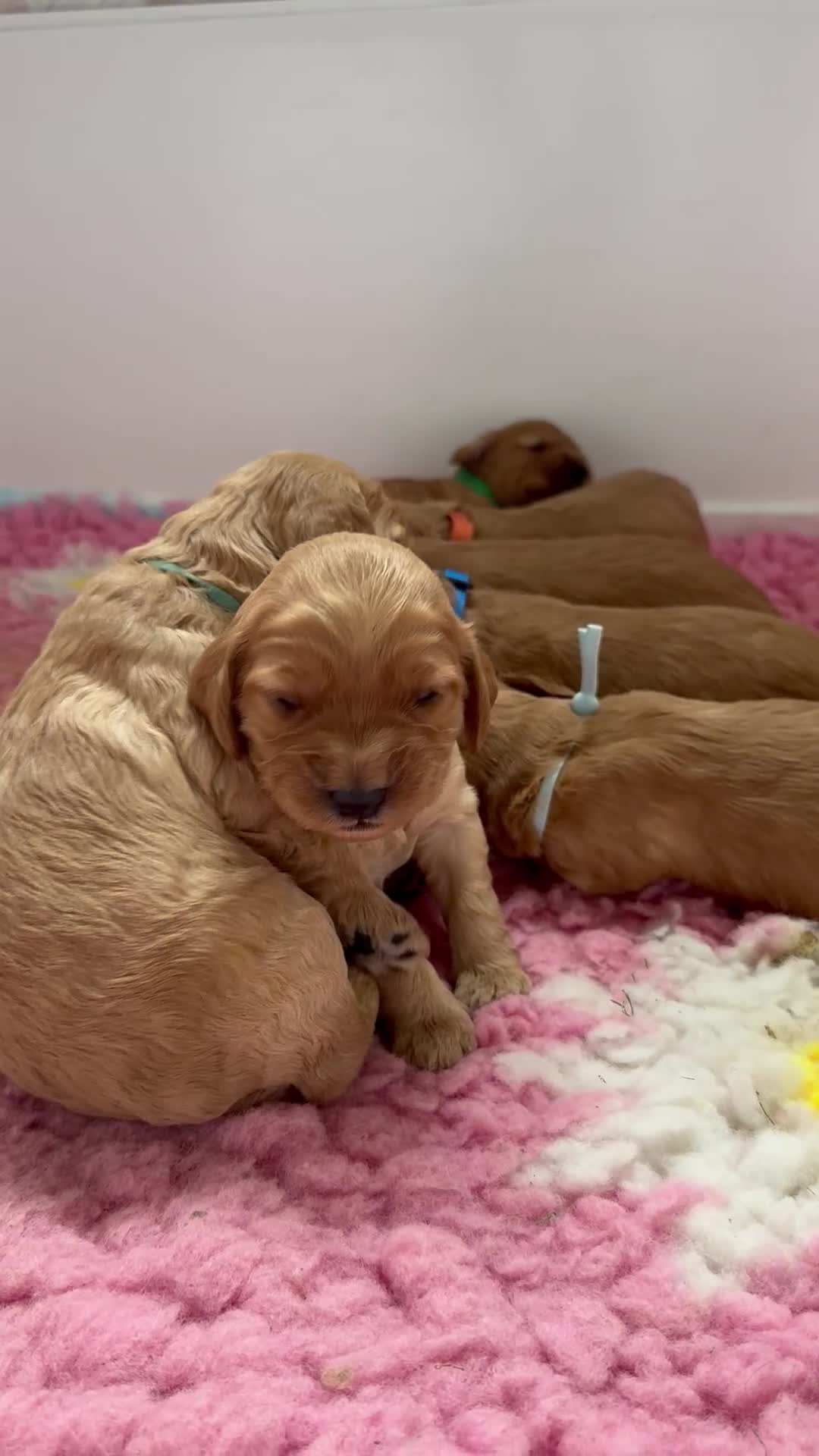 Cockapoo dogs for sale: Health Tested Parents- F1 cockapoo puppies - Video 1