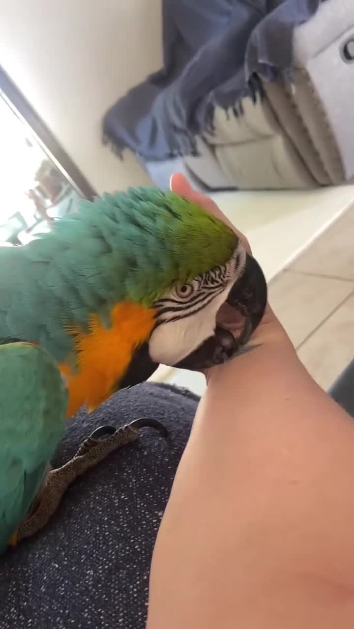 Macaws birds for sale: Amazing Blue and Gold Macaw parrots in Winsford - Video 1