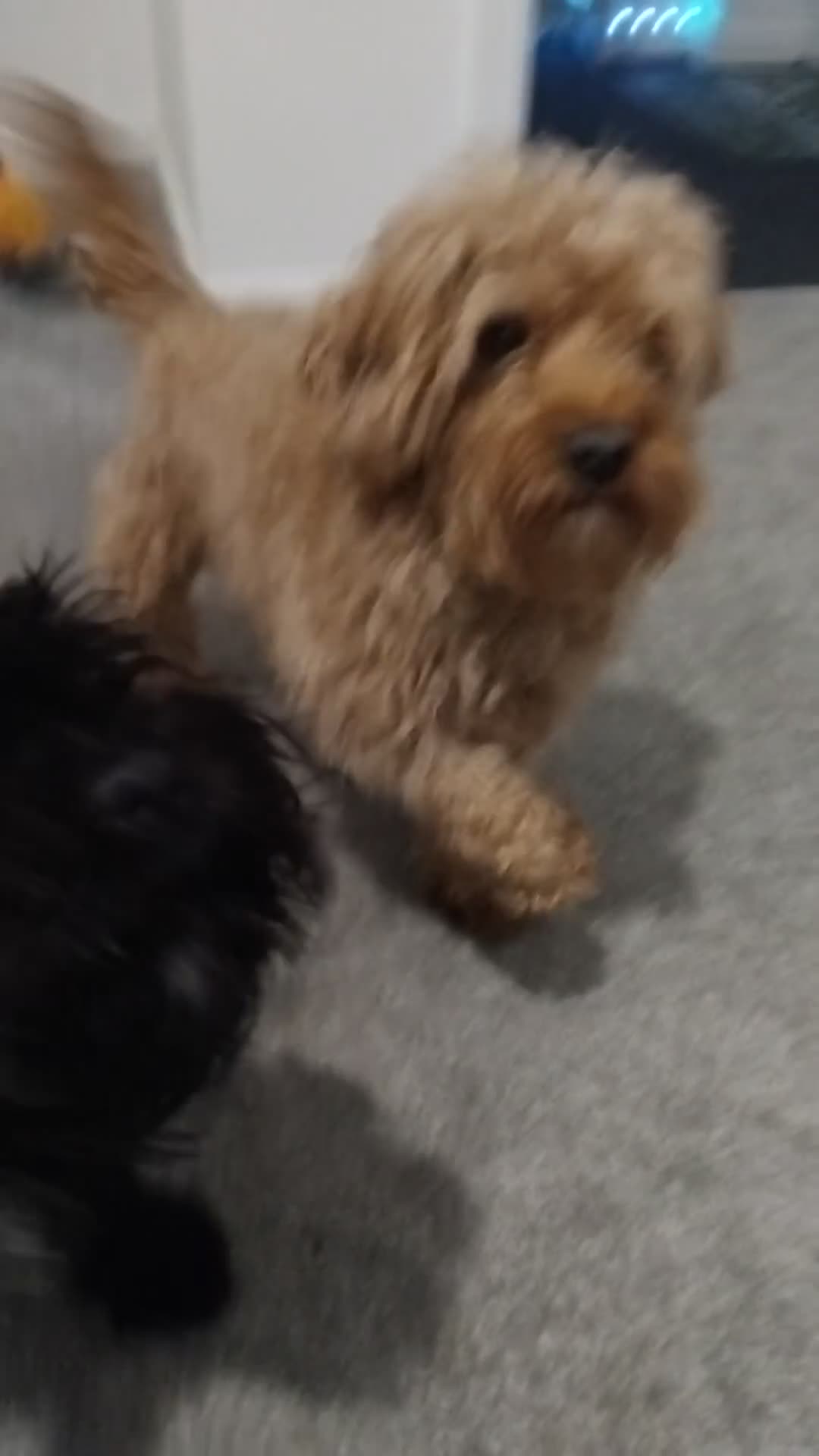 Cockapoo dogs for sale: Beautiful fur ball puppies 🐶  - Video 3