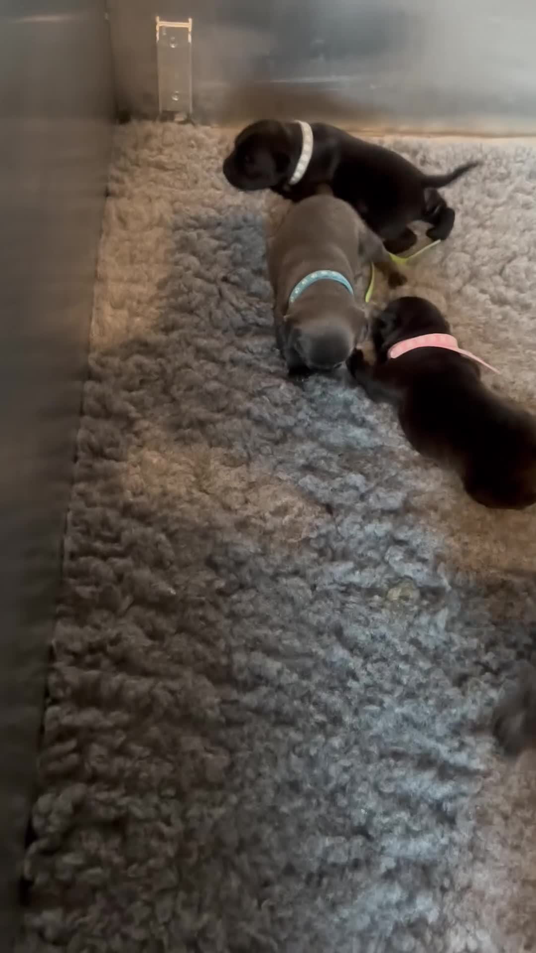 Staffordshire Bull Terrier dogs for sale: Paws Above The Rest  - Video 1