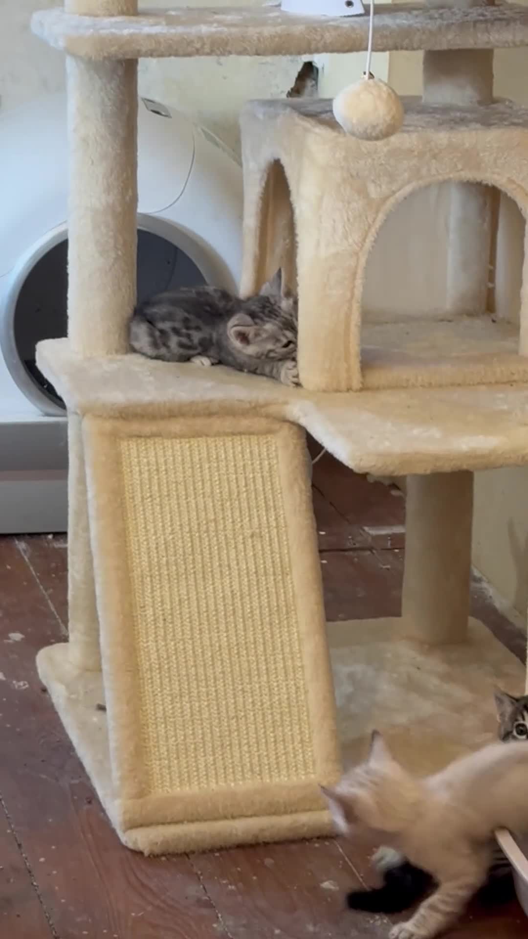 Bengal cats for sale: Tempest Bengal TICA registered kittens  - Video 2