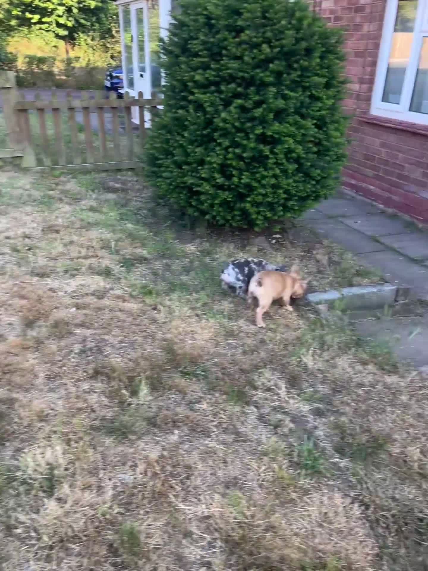 French Bulldog dogs for sale: Milo, Lovable boy Frenchie, amazing price 💫 - Video 1