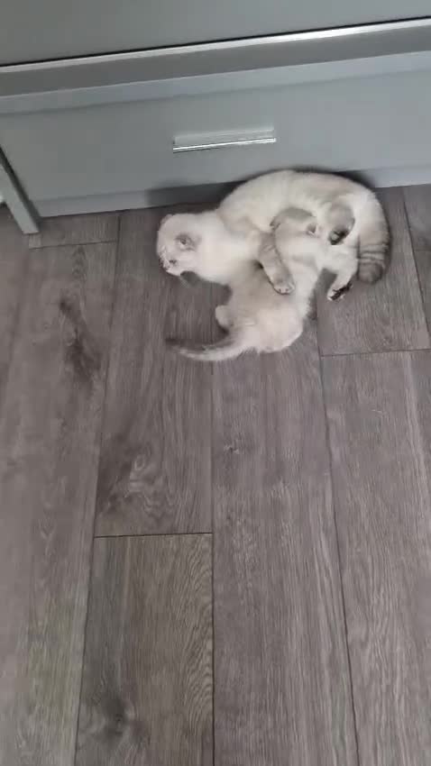 Scottish Fold cats for sale: Scottish Fold Kittens. Vaccinated, Last one left! - Video 3