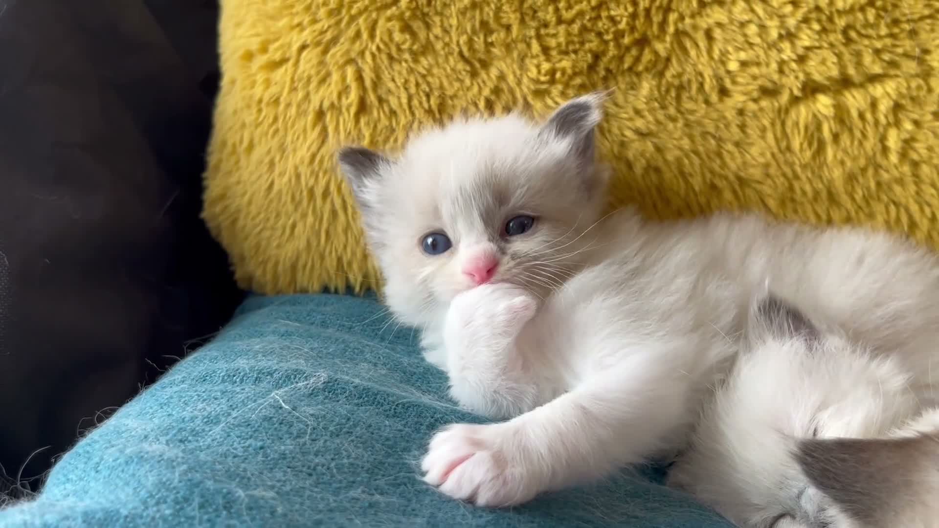 Ragdoll cats for sale: Pure ragdoll kittens sake London - Video 3
