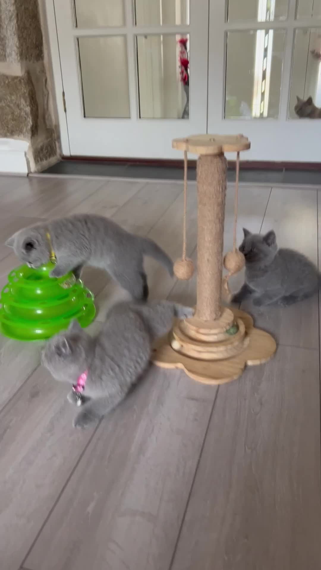 British Shorthair cats for sale: 5 gorgeous British shorthair kittens ! - Video 2