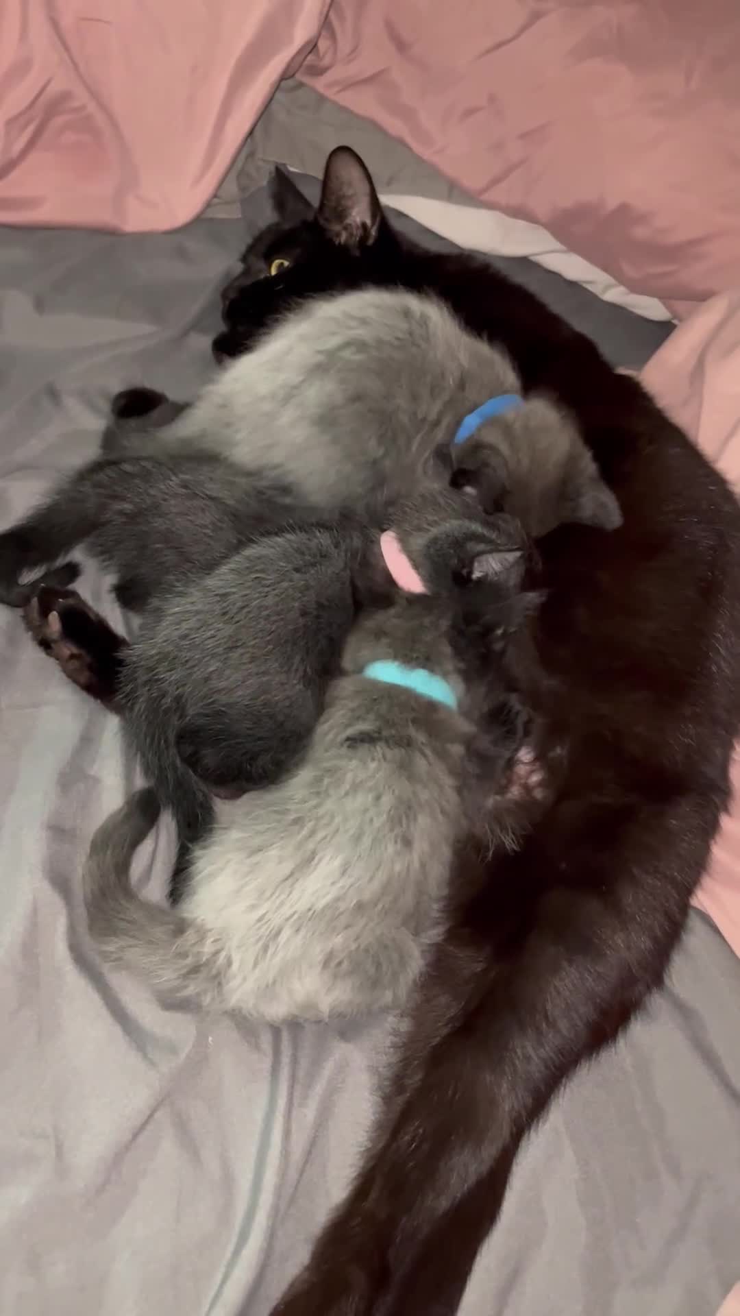 Mixed Breed cats for sale: 4 beautiful grey kittens getting darker  - Video 1