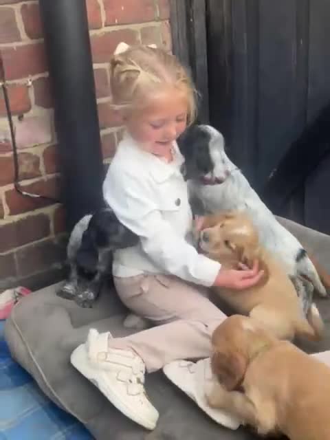 Sprocker dogs for sale: Sprockers 3/4 Cocker spaniel puppies for sale - Video 1