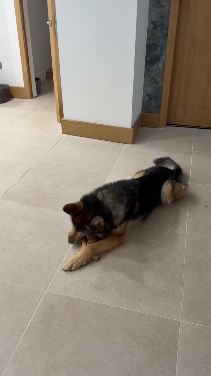 Mixed Breed dogs for sale: BARNEY - Looking for a loving home in Glasgow - Video 2