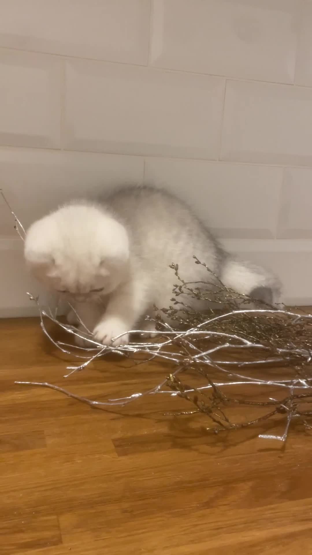 British Shorthair cats for sale: Beautiful registered British Shorthair boy - Video 1