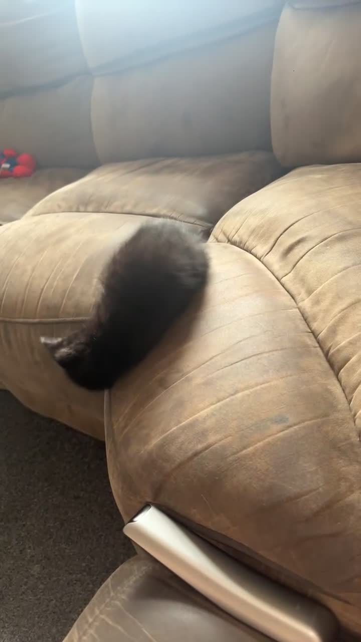 Domestic Shorthair cats for sale: Young female cat - Video 1