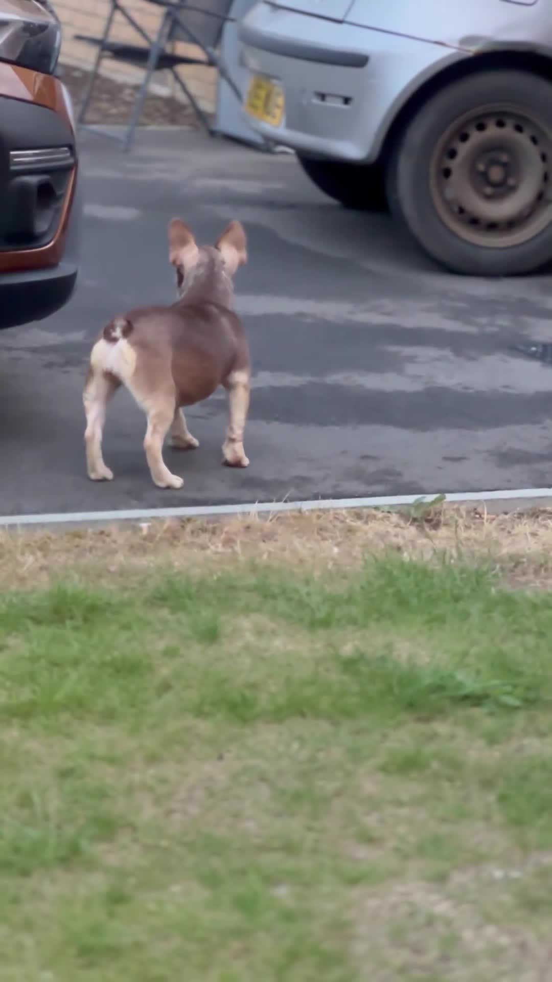 French Bulldog dogs for sale: ROJO TAN FEMALE - Video 2