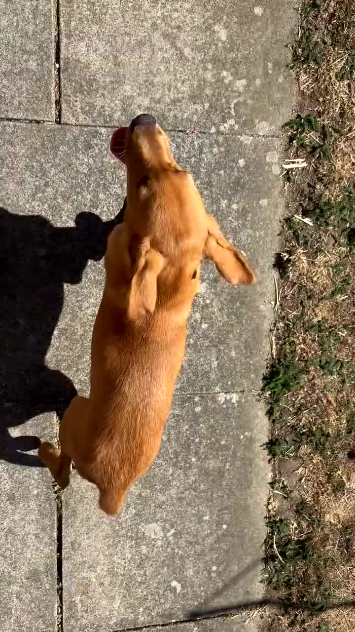 Labrador Retriever dogs for sale: Golden Labrador  - Video 1