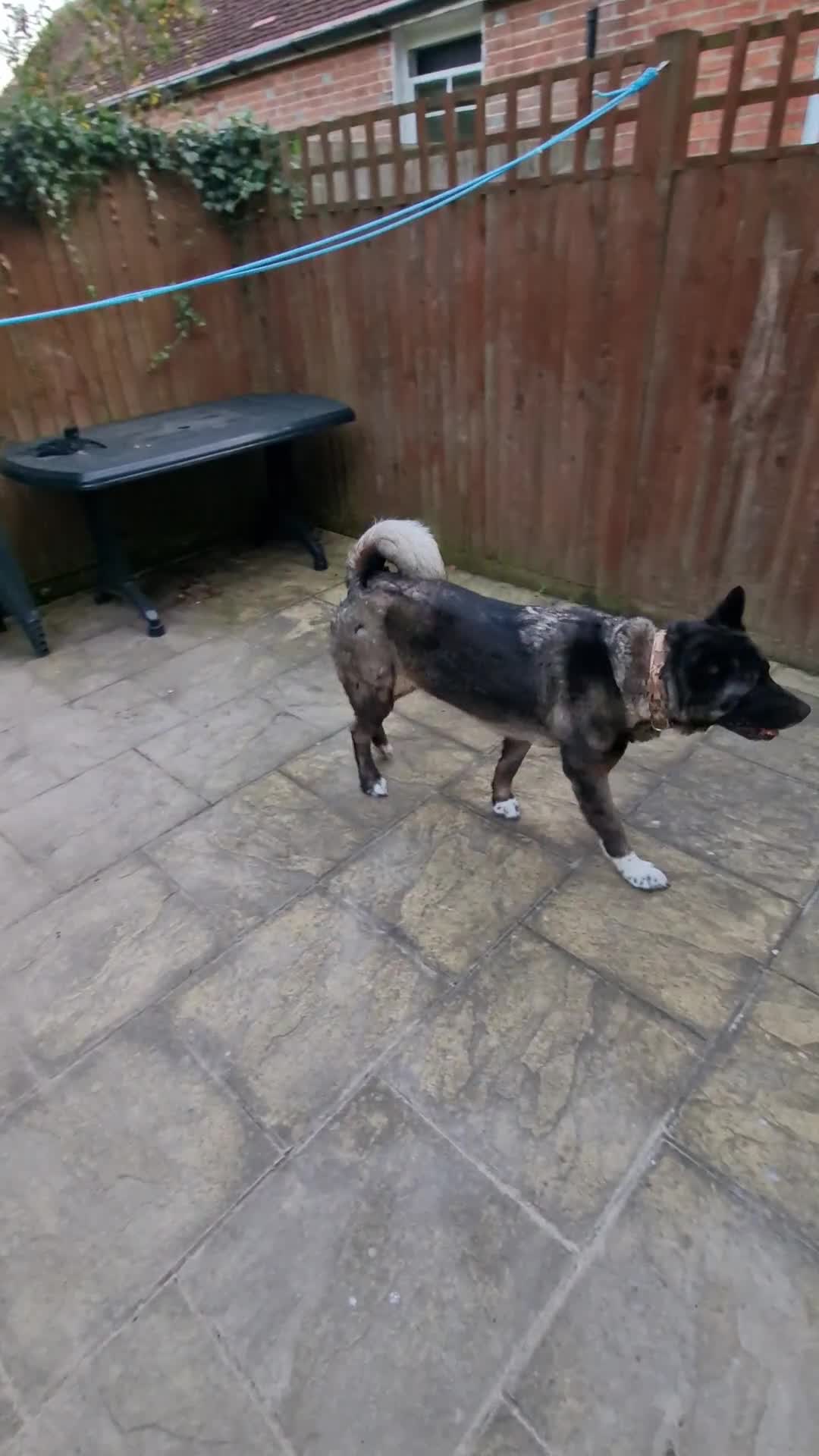 Japanese Akita Inu dogs for sale: Sasha looking for permanent home ASAP - Video 1