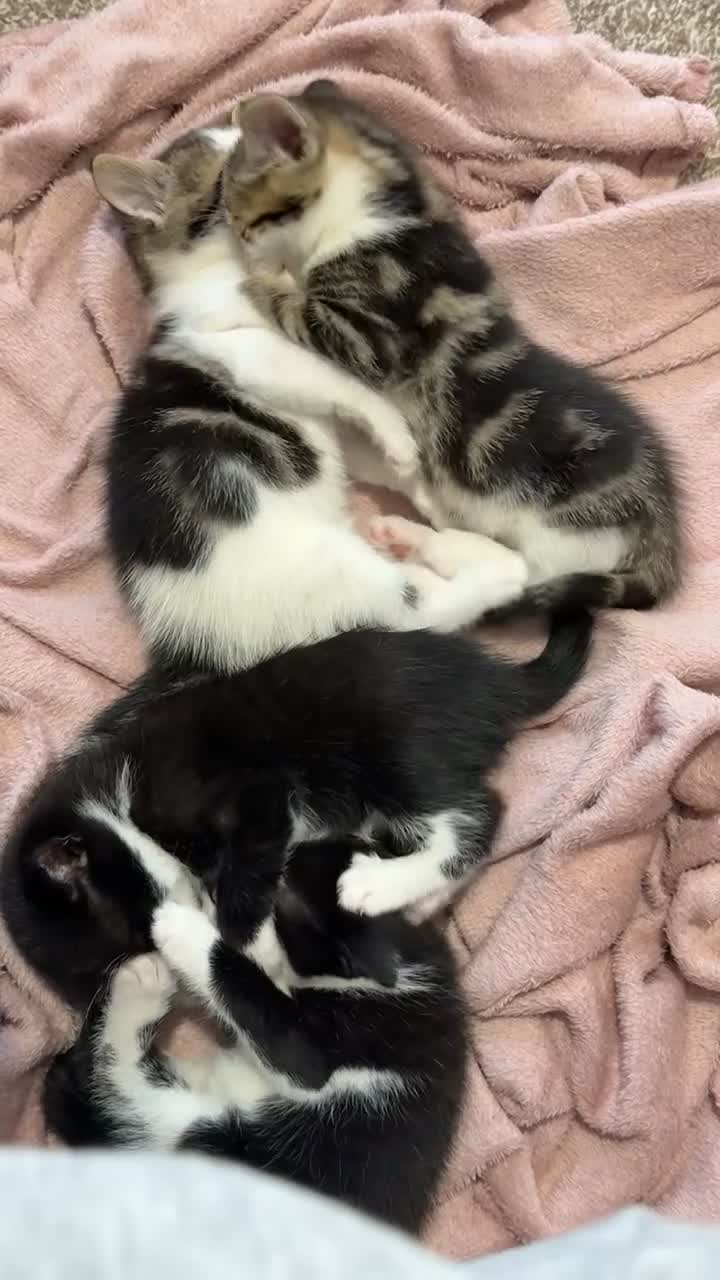 Mixed Breed cats for sale: 4 beautiful kittens  - Video 1