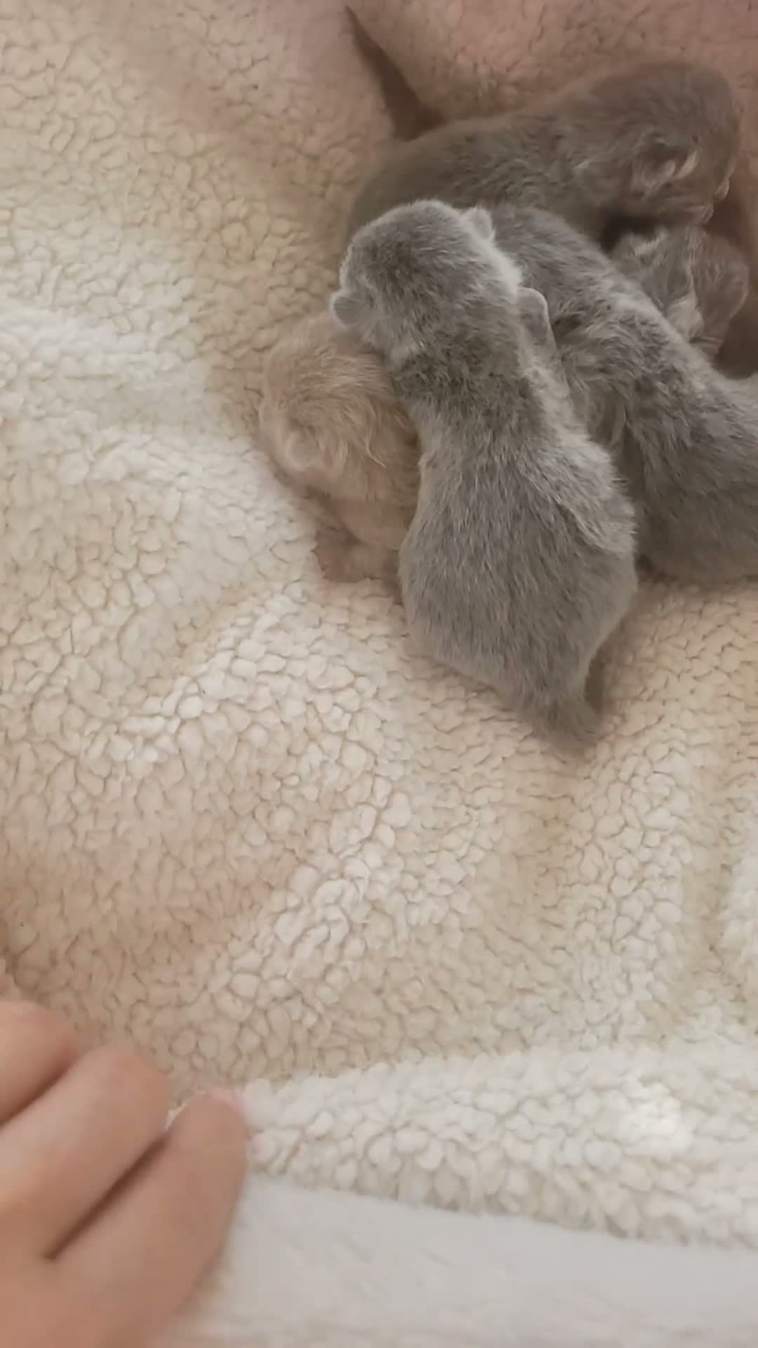 British Shorthair cats for sale: Stunning British blue kittens  - Video 1