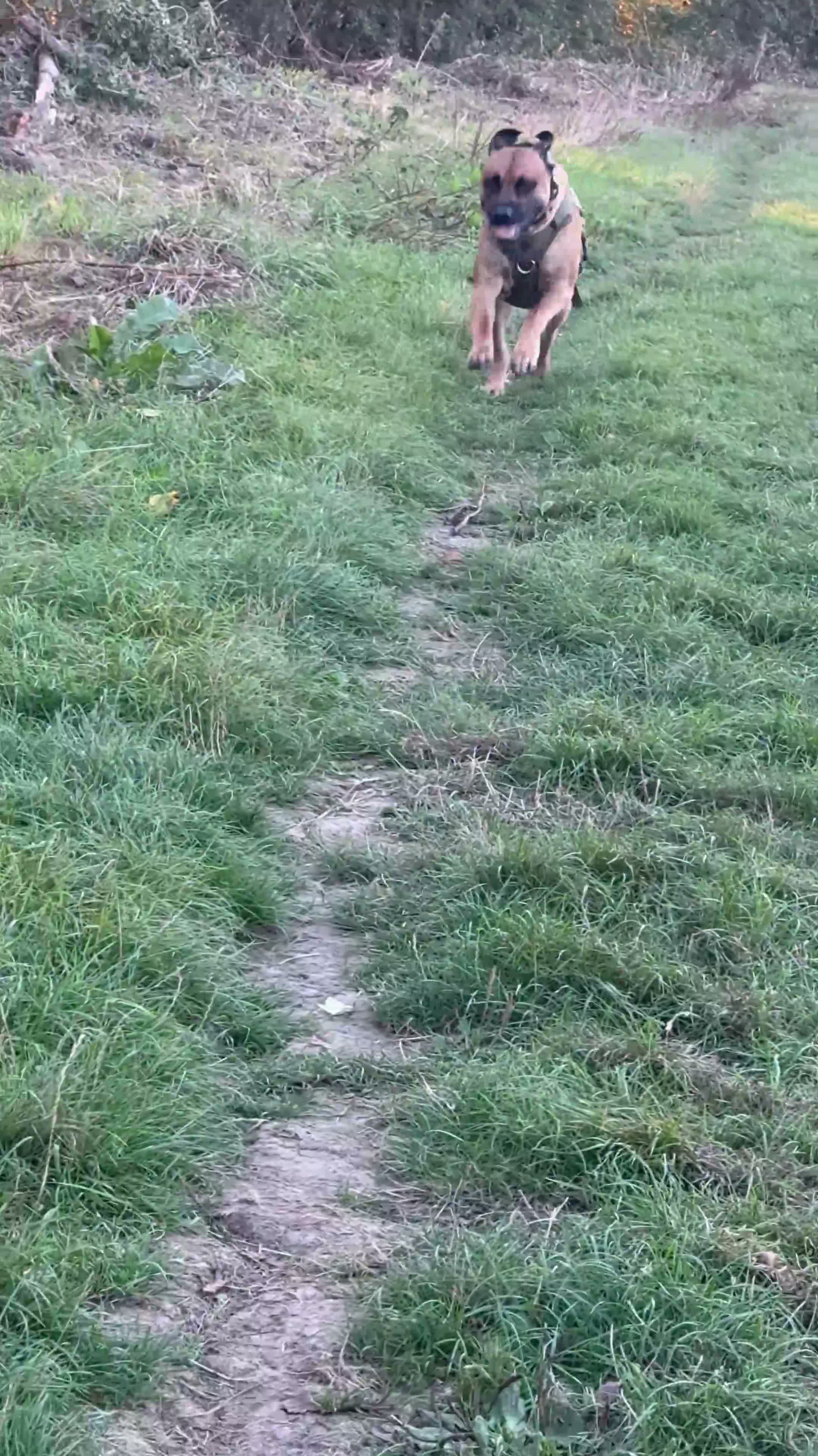 Rhodesian Ridgeback dogs for stud: 🐾 Handsome Rhodesian Ridgeback Available for Stud - Video 3