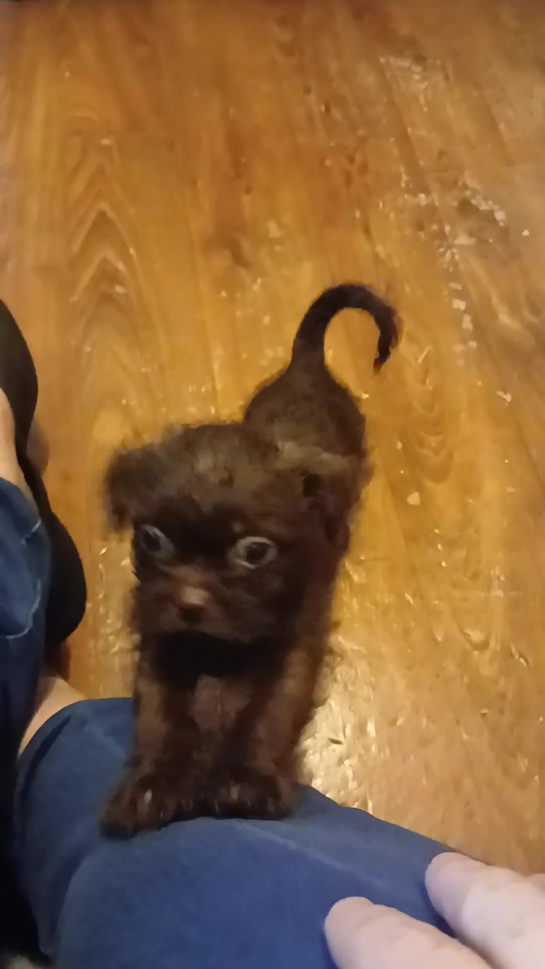 Shihpoo dogs for sale: READY NOW - Beautiful Shihpoo puppies - Video 2