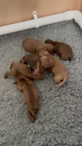Cockapoo dogs for sale: 6 Toy F2 Cockapoo Puppies – Born 13th September 26 - Video 1