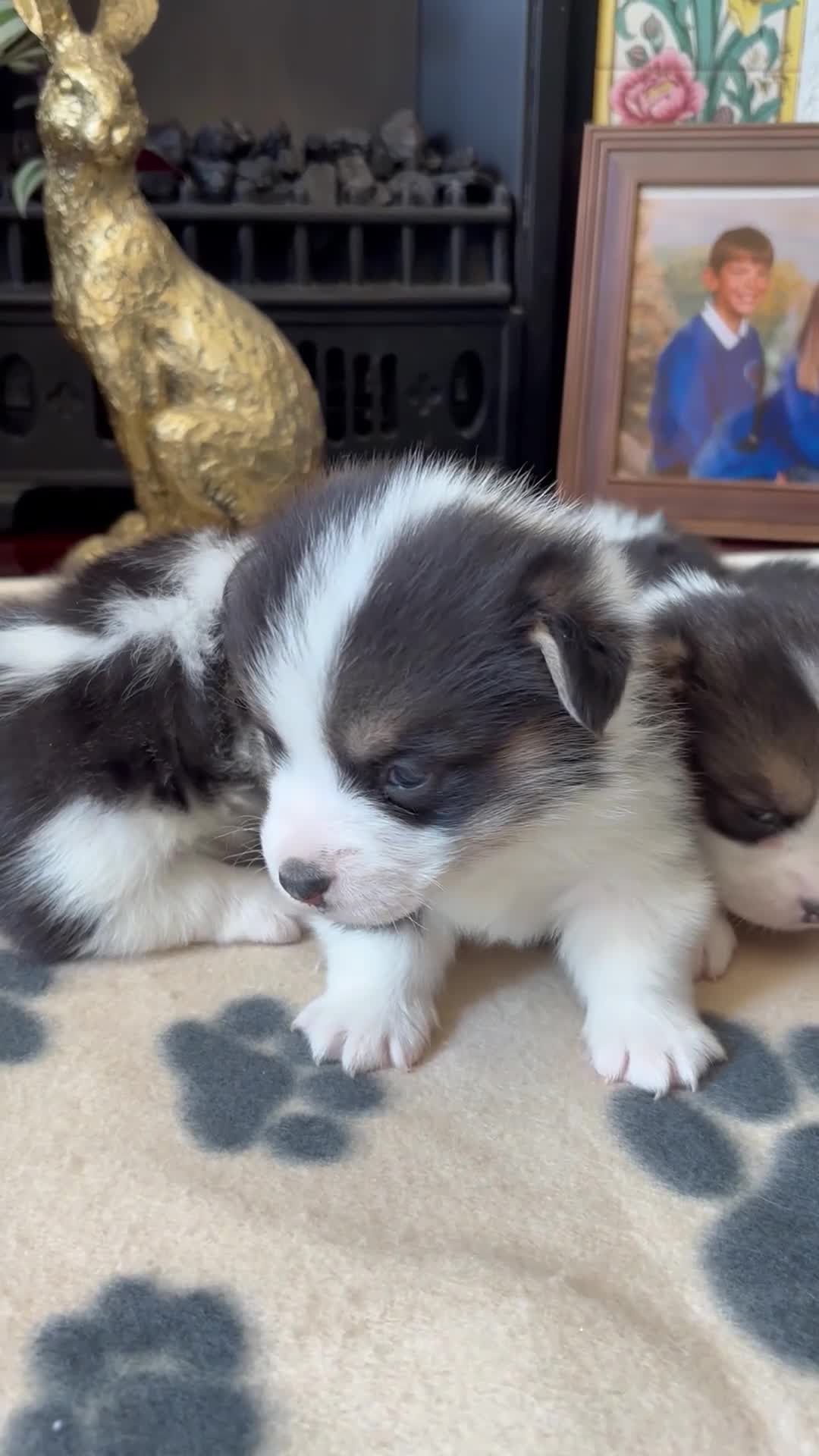 Welsh Corgi Pembroke dogs for sale: Fluffy puppies! - Video 2