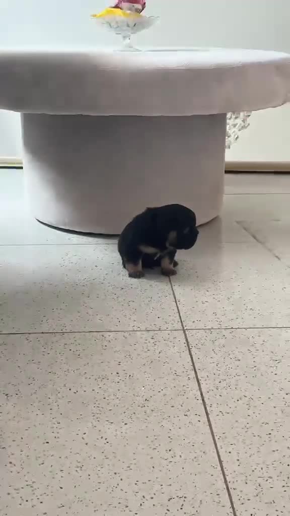 French Bulldog dogs for sale: Fluffy Frenchies - Video 1