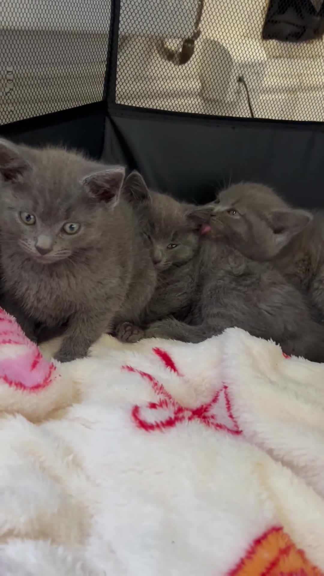 Mixed Breed cats for sale: Half breed British shorthair blues - Video 2