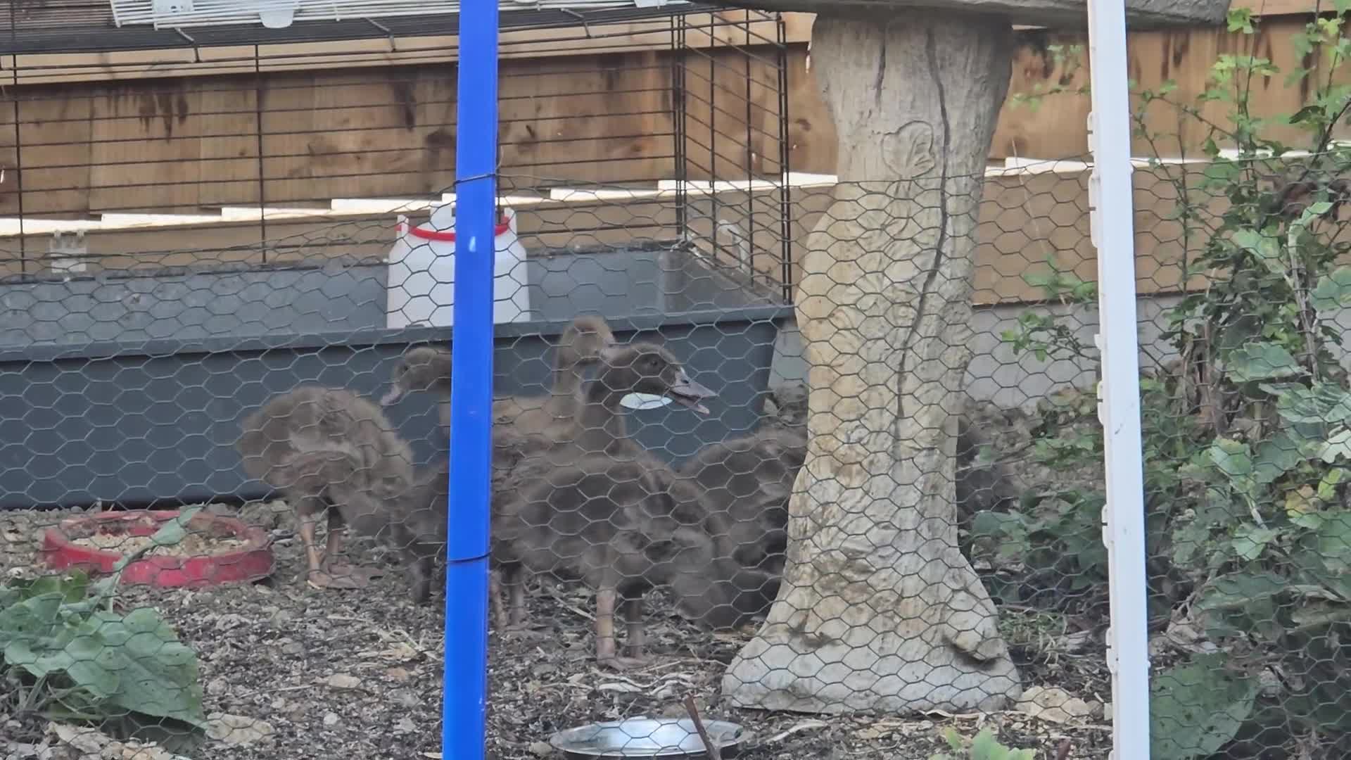 Ducks poultry for sale: Khaki campbell  - Video 1
