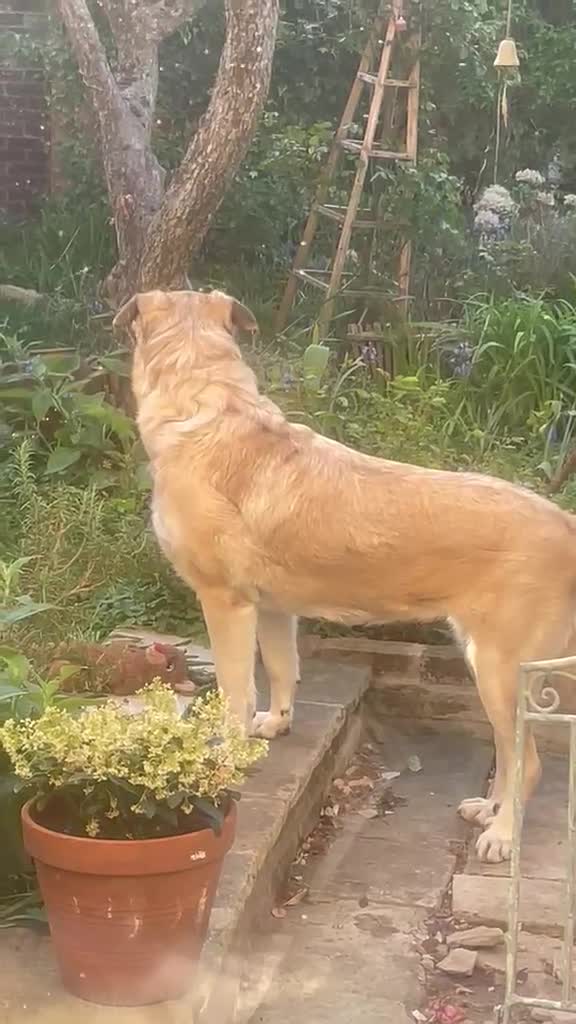 Mixed Breed dogs for adoption: Lovely Lara 🩷🐾 - Video 3