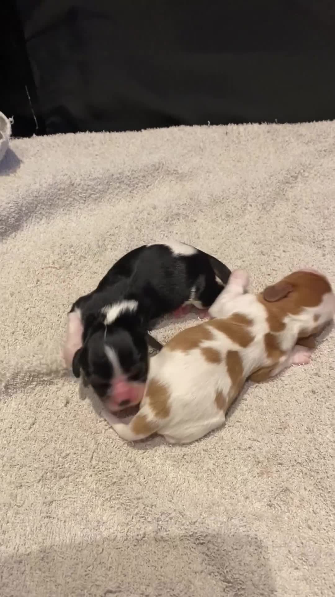 Cavalier King Charles Spaniel dogs for sale: Cavalier King Charles KC registered DNA 2 girls   - Video 1