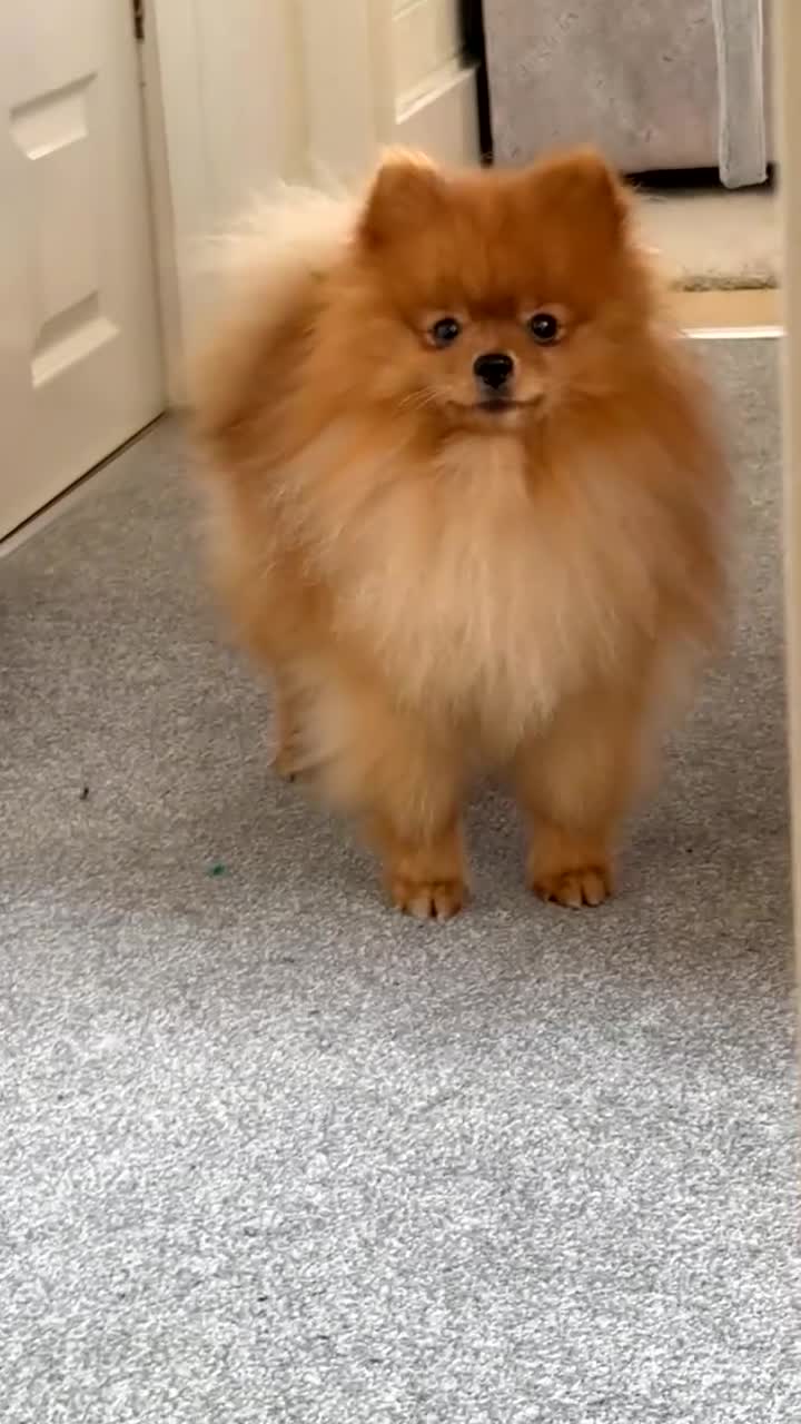 Pomeranian dogs for stud: Gorgeous Friendly Pomeranian for stud 🐶💖 - Video 1