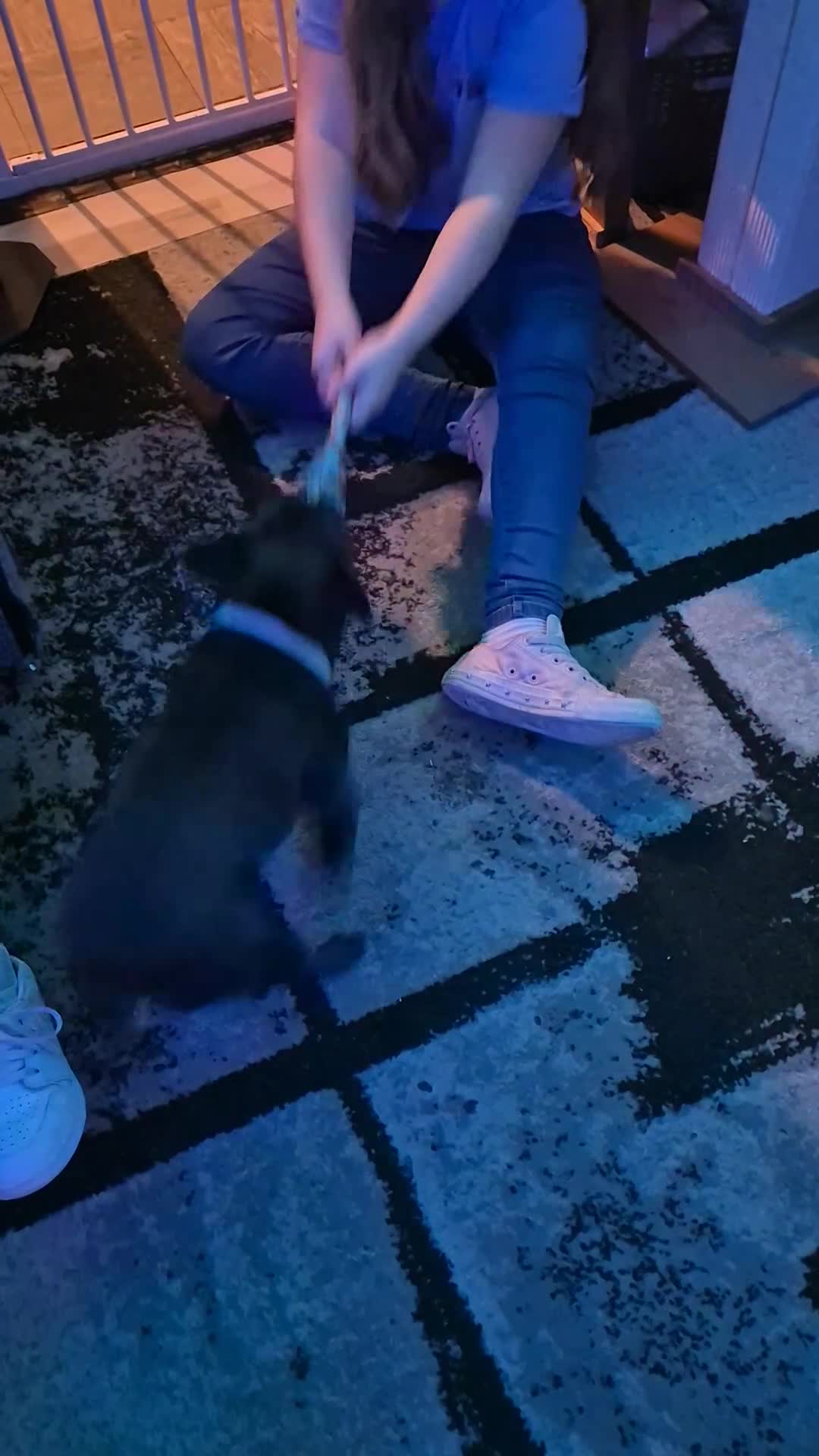 French Bulldog dogs for sale: 8 month old blue French bulldog  - Video 1