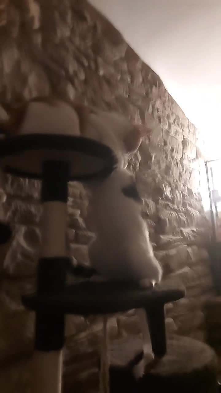 Mixed Breed cats for sale: 2 male 6-Month-Old Kittens – Must Go Together  - Video 1