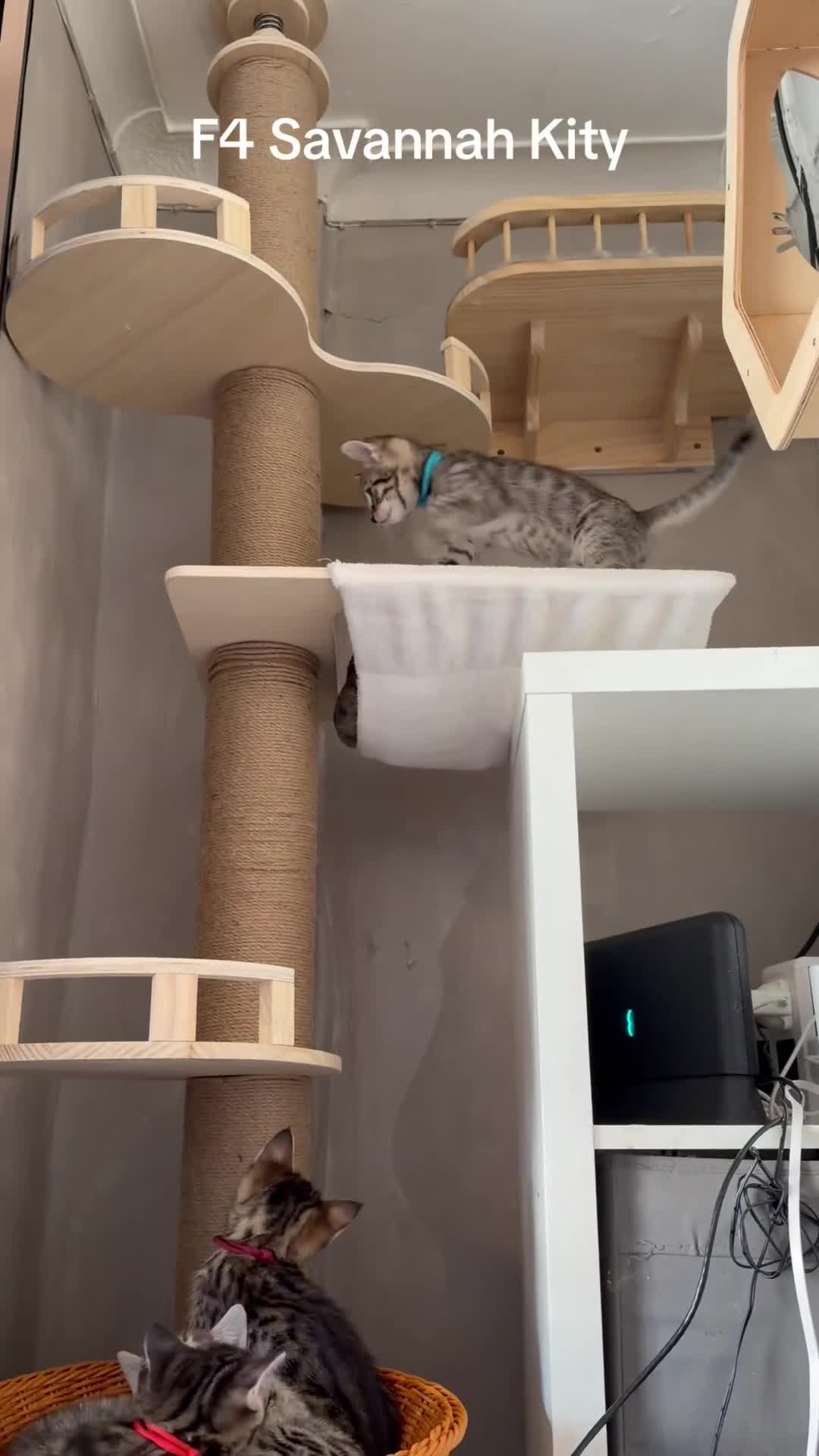 Savannah cats for sale: F4 Savannah Kitten’s African bloodline - Video 1