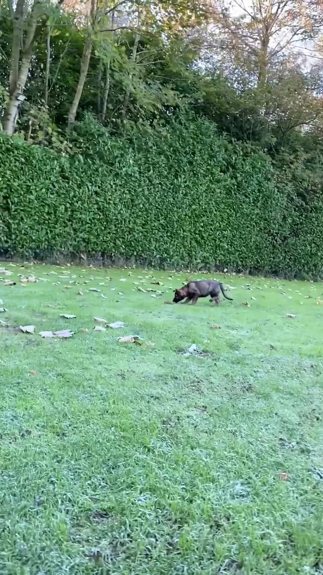 German Shepherd dogs for sale: 🐶 Outstanding Working line GSD puppies 🐶 - Video 1