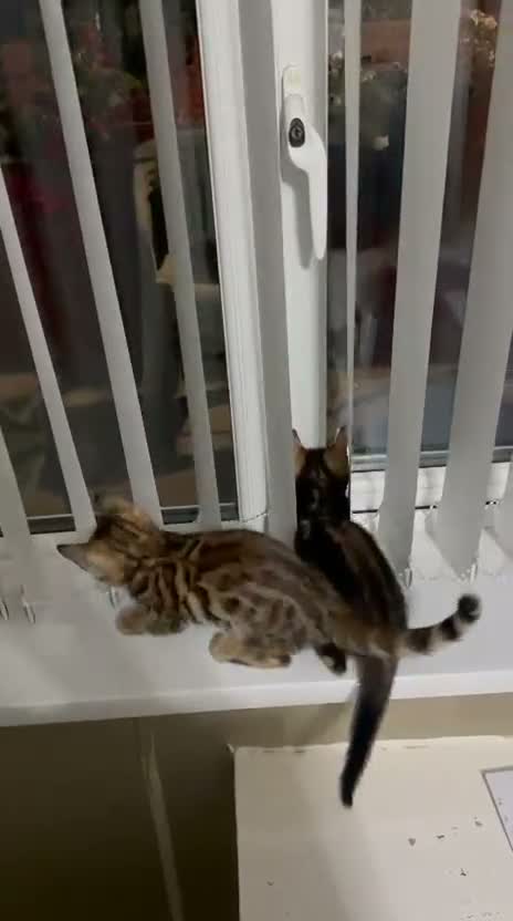 Bengal cats for sale: 🐾 Beautiful Bengal Kittens 🐾 - Video 1