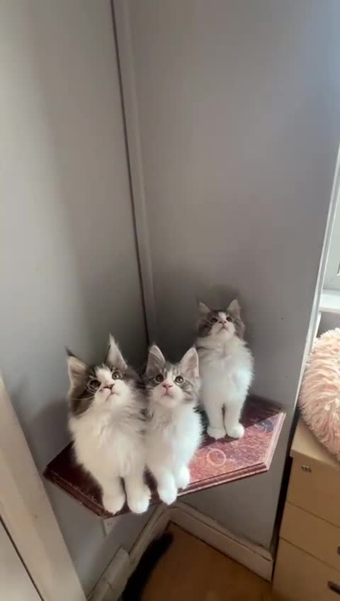 Maine Coon cats for sale: Maine coon kittens  - Video 3